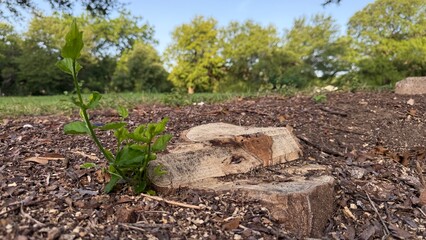 Plant growing where it was cut down, Fort Worth, Texas, USA.