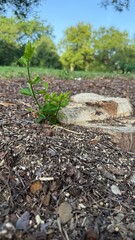Plant growing where it was cut down, Fort Worth, Texas, USA.