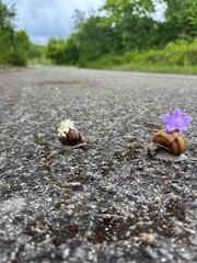 Two snails with flowers on their shells crawling on a road