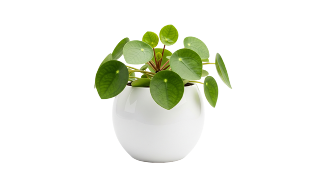 Pilea – Chinesischer Geldbaum, transparenter Hintergrund, png