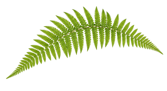 Farnzweig – natürlich & filigran, transparenter Hintergrund, png