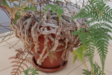 Close-up of a decorative houseplant &mdash; Davallia fern, also known as "rabbit&rsquo;s foot fern," in a terracotta pot. The image highlights its fuzzy, hairy rhizomes and delicate fronds.