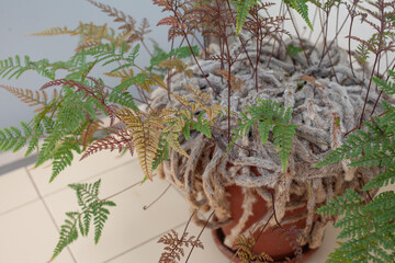 Close-up of a Davallia fejeensis, commonly known as rabbit&rsquo;s foot fern, growing in a terracotta pot. The image highlights the plant&rsquo;s soft, hairy rhizomes draping over the pot and its delicate fronds 
