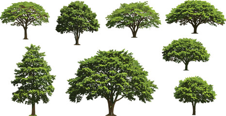 Green leafy trees set, isolated botanical illustrations, summer foliage collection, nature plants, forest greenery, outdoor natural vegetation