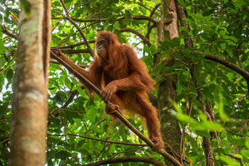 Wild Sumatran orangutan (Pongo abelii) climbing in Sumatra rainforest, Indonesia. 
Endangered species in its natural habitat.