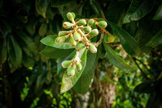 Growing Plum Fruits