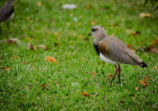 Bird on a grassy field