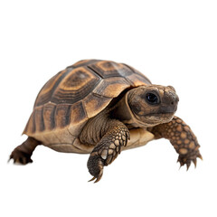 Fototapeta premium A close-up of a small, brown tortoise with a patterned shell. The tortoise is positioned against a black background, showcasing its features and texture.