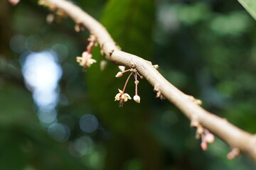Fresh cocoa pods in nature found in Livingston, Izabal, Guatemala