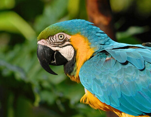 Obraz premium Blue and Yellow Macaw in Tropical Setting