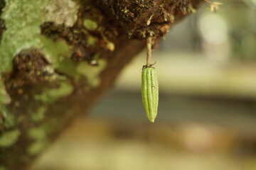 Fresh cocoa pods in nature found in Livingston, Izabal, Guatemala