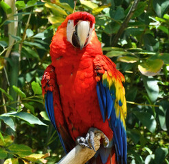 Scarlet Macaw in Lush Greenery