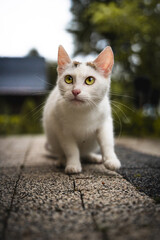 white cat on the street