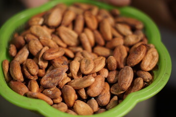 Fresh cocoa pods in nature found in Livingston, Izabal, Guatemala