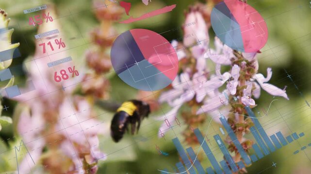 Bee approaching blossoms, hovering, contacting petals, showing data charts monitoring nectar