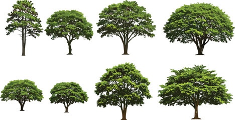 Set of green trees collection, isolated summer foliage, natural tree illustrations, botanical forest elements, outdoor greenery, nature vector graphics