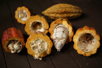 Fresh cocoa pods in nature found in Livingston, Izabal, Guatemala