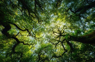 Fototapeta premium A low-angle shot reveals a dense canopy of large, gnarled trees, their branches intertwining to create a verdant, sun-dappled ceiling overhead