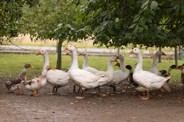 Stado gęsi na wiejskim podwórku – hodowla drobiu na farmie © Ignacy