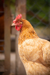 kura hodowlana w gospodarstwie wiejskim  © Ignacy