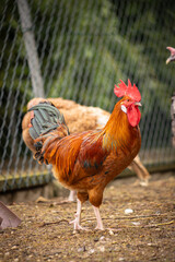 Kogut spacerujący po wiejskim gospodarstwie © Ignacy
