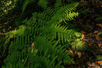 Helecho de gran tamaño en el Parque Nacional de Garajonay