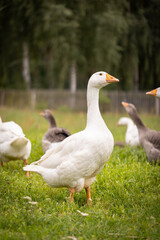 gęsi na wiejskim podwórku – hodowla drobiu na farmie © Ignacy