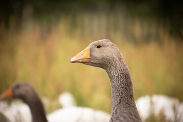 gęsi na wiejskim podwórku – hodowla drobiu na farmie © Ignacy