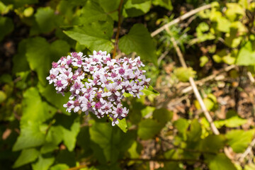 Pequeñas flores lilas y moradas sobre fondo natural verde.