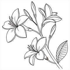 jasmine-vector-