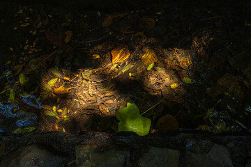 Hojas verdes y marrones bajo el agua de una fuente