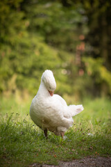 gęsi na wiejskim podwórku – hodowla drobiu na farmie © Ignacy