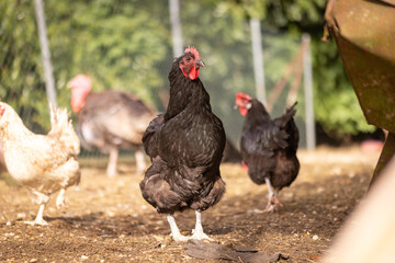 kury hodowlane w gospodarstwie wiejskim  © Ignacy