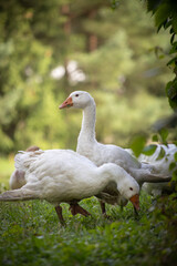 gęsi na wiejskim podwórku – hodowla drobiu na farmie © Ignacy