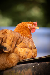 kura hodowlana w gospodarstwie wiejskim  © Ignacy