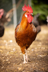 Kogut spacerujący po wiejskim gospodarstwie © Ignacy