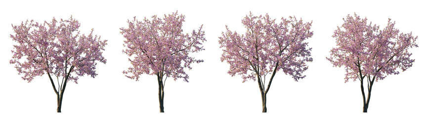 A high-resolution image of four blooming cherry trees with pink flowers, isolated on a transparent background. Perfect for spring-themed designs, landscape projects, or botanical illustrations © roshch.a