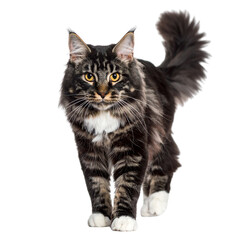 Obraz premium Long-haired cat walking front view 