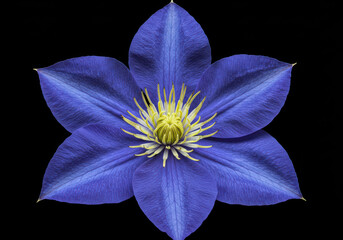 Vibrant blue clematis flower blooms with a delicate yellow center against a stark black background