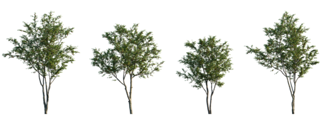 Set of cherry trees with green foliage and red fruits isolated on transparent background, fruit-bearing trees, summer vegetation, high resolution clipart for landscape design, garden illustration