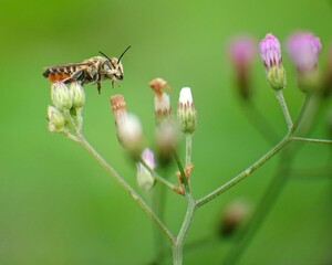 A close-up shot of a small bee, perched on a cluster of tiny green flower buds.