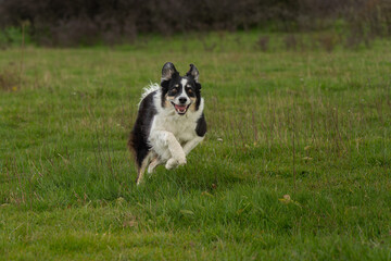 Chien en sprint, Puy-de-Dôme, France