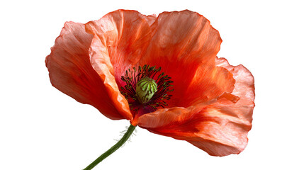 Single red poppy with curled patels isolated on white background