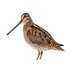 A close-up of a common snipe, displaying its long beak and intricate feather patterns. The bird stands against a black background, highlighting its features.