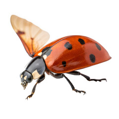 A close-up of a ladybug with a bright red shell and black spots. The insect is in mid-flight, showcasing its wings against a dark background.
