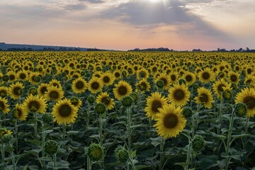 Obraz premium Sunflower field with bright yellow blooms in rows under a blue sky. Scenic rural summer landscape with golden petals and green foliage, symbolizing agriculture