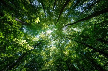 Naklejka premium A low-angle shot reveals a dense canopy of lush green trees, sunlight filtering through leaves to the bright sky above