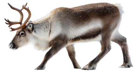 Arctic Caribou in Winter: A solitary arctic caribou, with impressive antlers, strides purposefully across a snow-laden landscape. the resilience and beauty of this iconic animal.