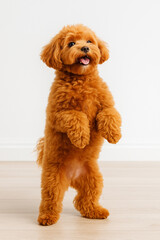 The dog is standing on high legs indoors. Perfect for use in pet product advertisements, training manuals, social media posts about pets, and veterinary clinic promotions.