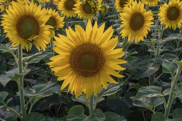 Sunflower field with bright yellow blooms in rows under a blue sky. Scenic rural summer landscape with golden petals and green foliage, symbolizing agriculture